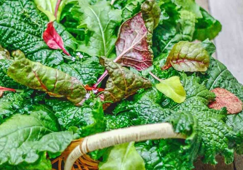 How to Grow Hydroponically Indoors: Top 3 Leafy Greens