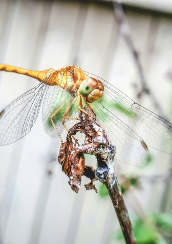 This image has an empty alt attribute; its file name is dragonfly-website-1024x1024.png