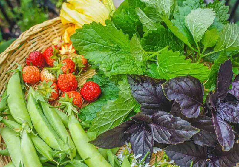 How to Grow Peas: Growing Guide