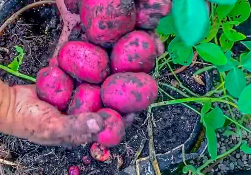 How to Grow Potatoes in Containers
