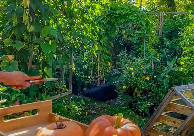 How to Grow Pumpkins and our Fave Pumpkin Pie Recipe