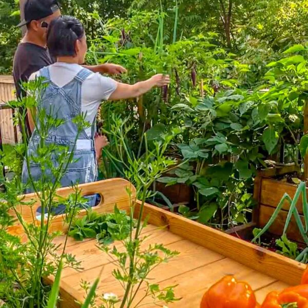 You just need to be willing to start. One pot. One packet of seeds. One sunny spot.